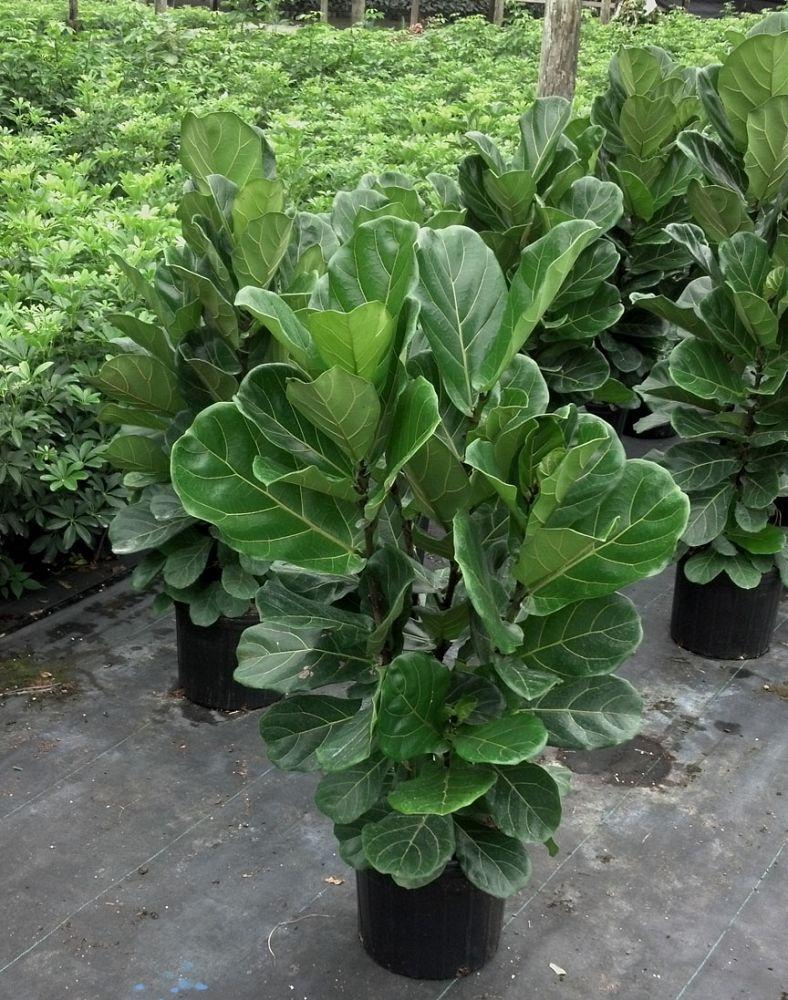 Ficus Lyrata Bush - View 5 from www redcrocus com