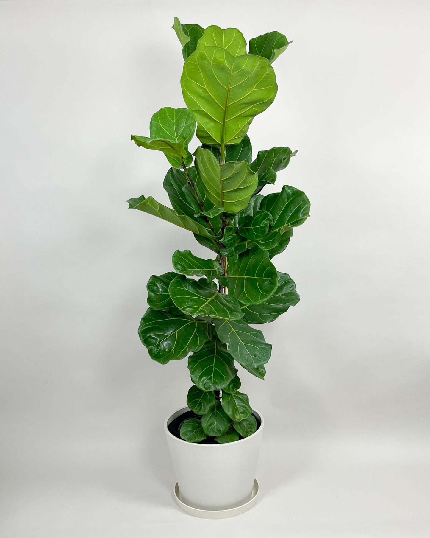 Ficus Lyrata Bush - View 16 from www redcrocus com