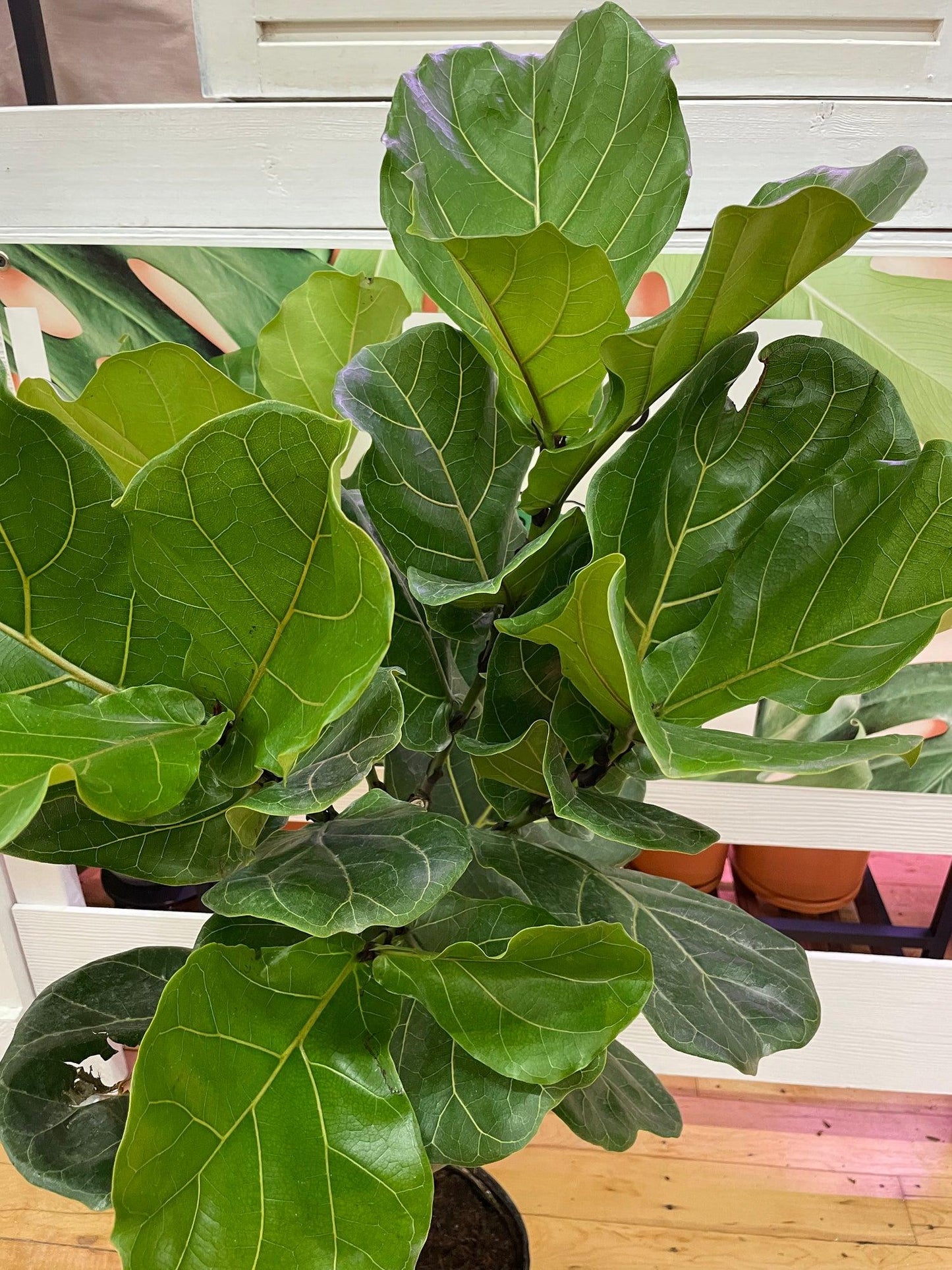 Ficus Lyrata Bush - View 7 from www redcrocus com