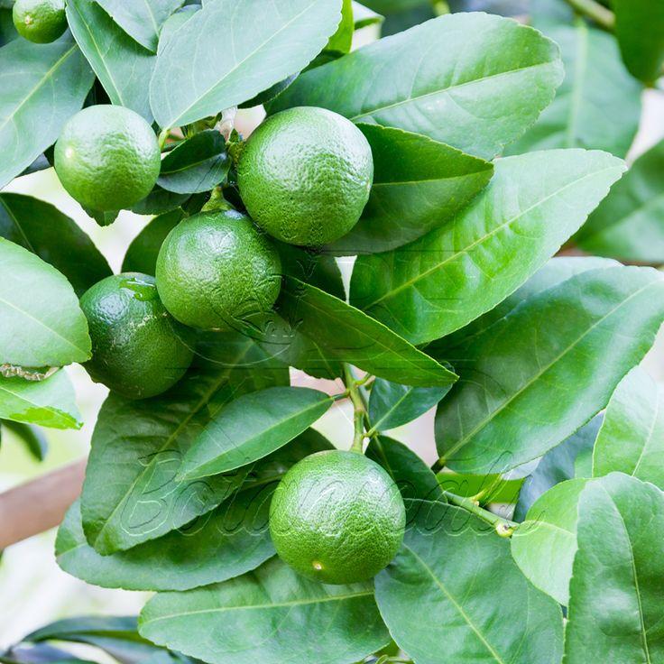 Citrus Lime Assorted Standard - View 13 from www redcrocus com