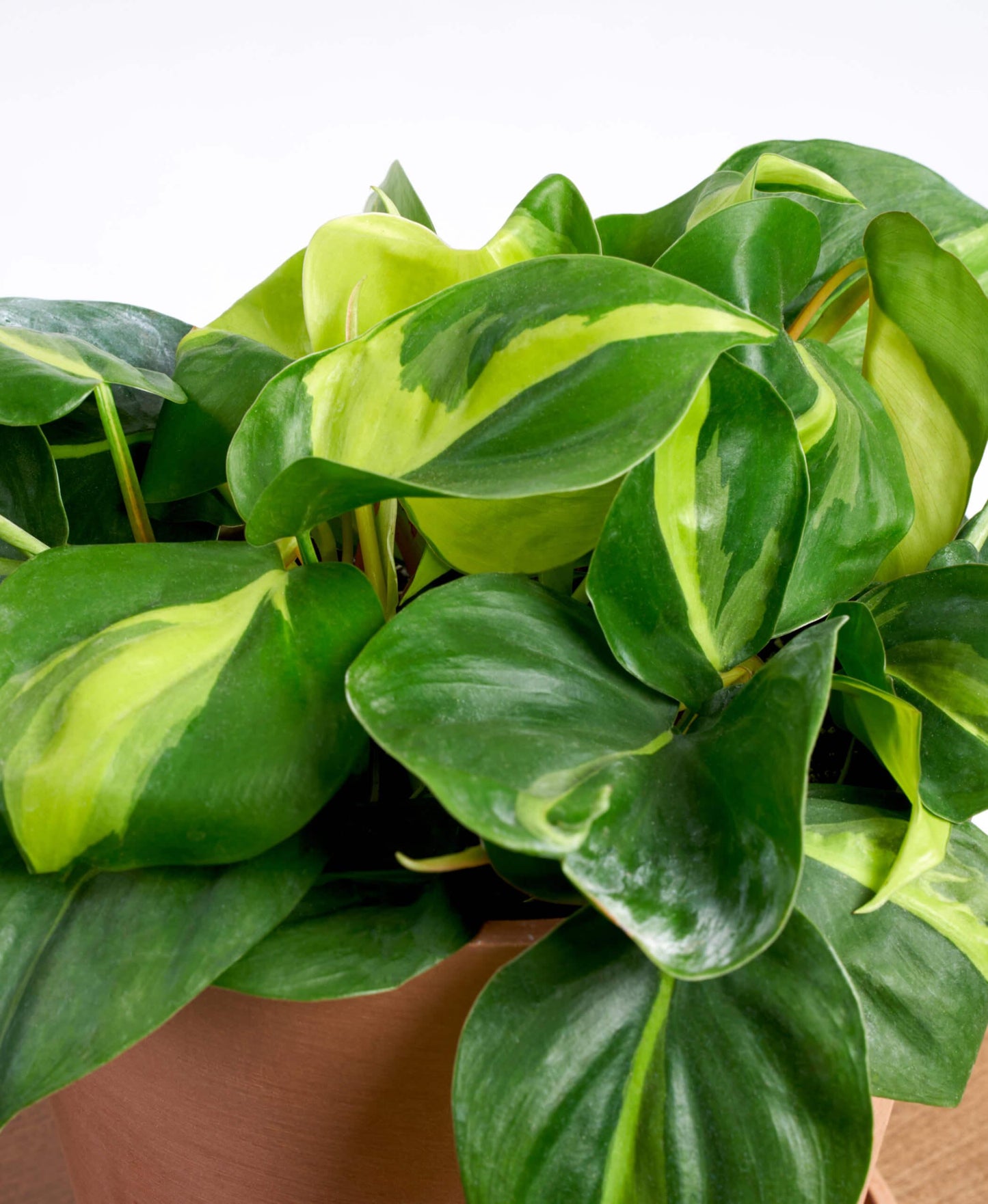 Philodendron Brasil - View 11 from www redcrocus com