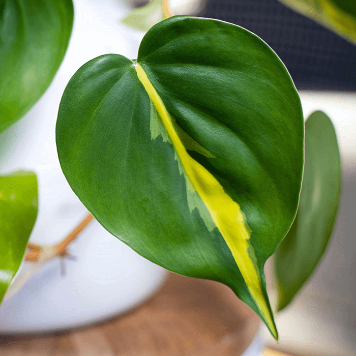 Philodendron Brasil - View 12 from www redcrocus com