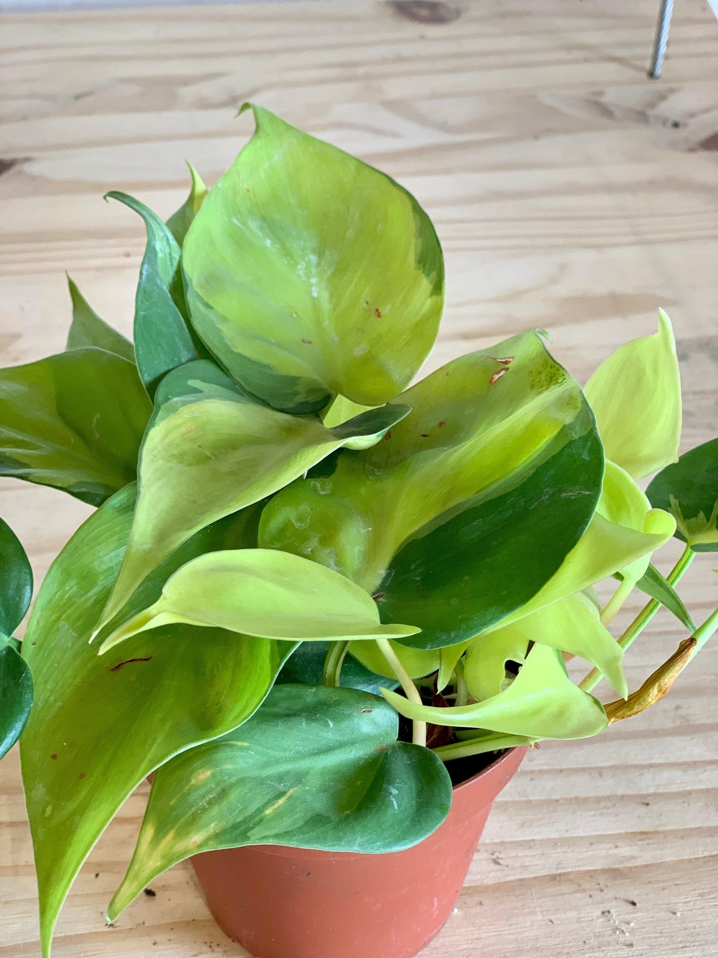 Philodendron Brasil - View 13 from www redcrocus com