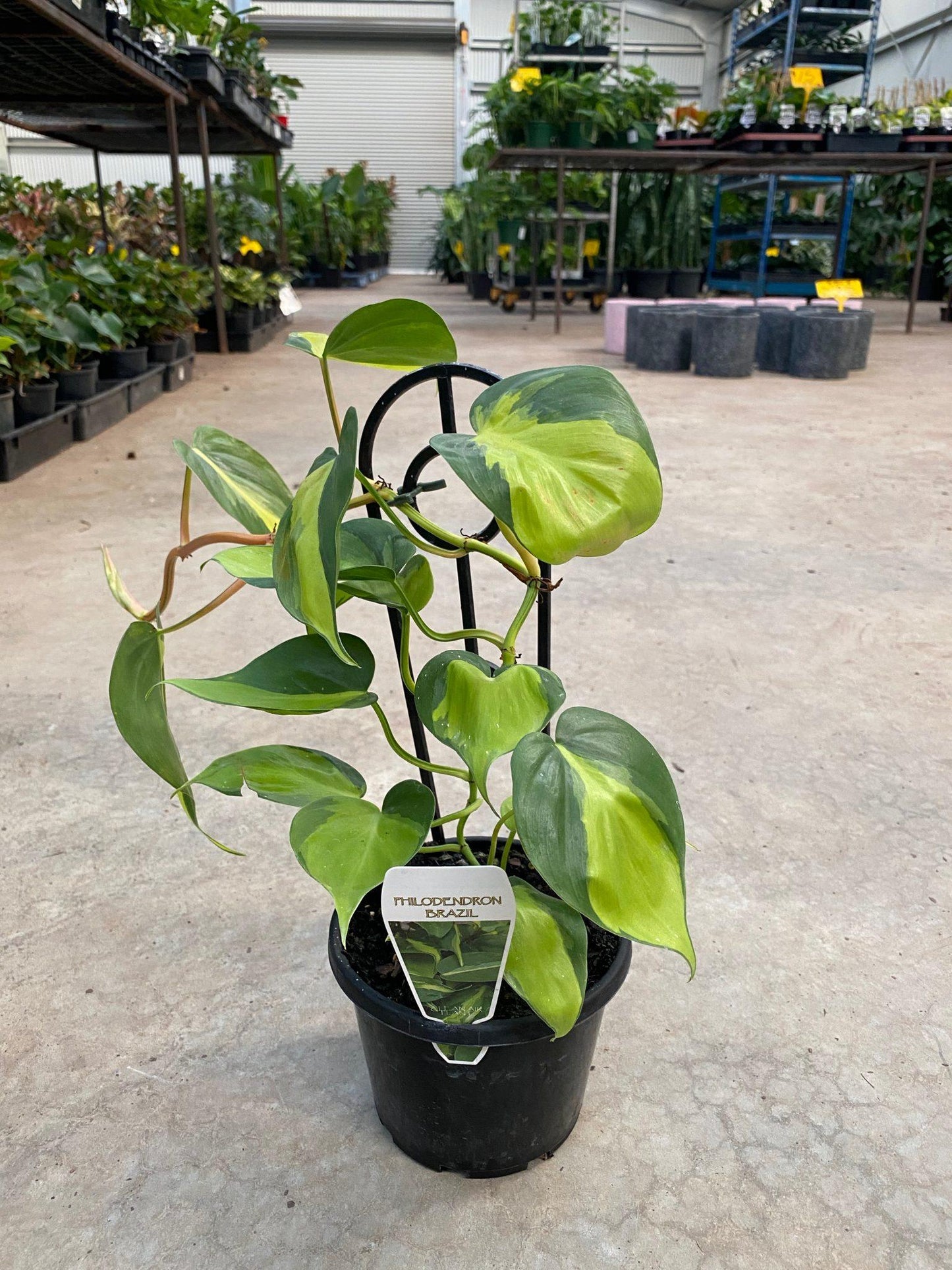 Philodendron Brasil - View 14 from www redcrocus com