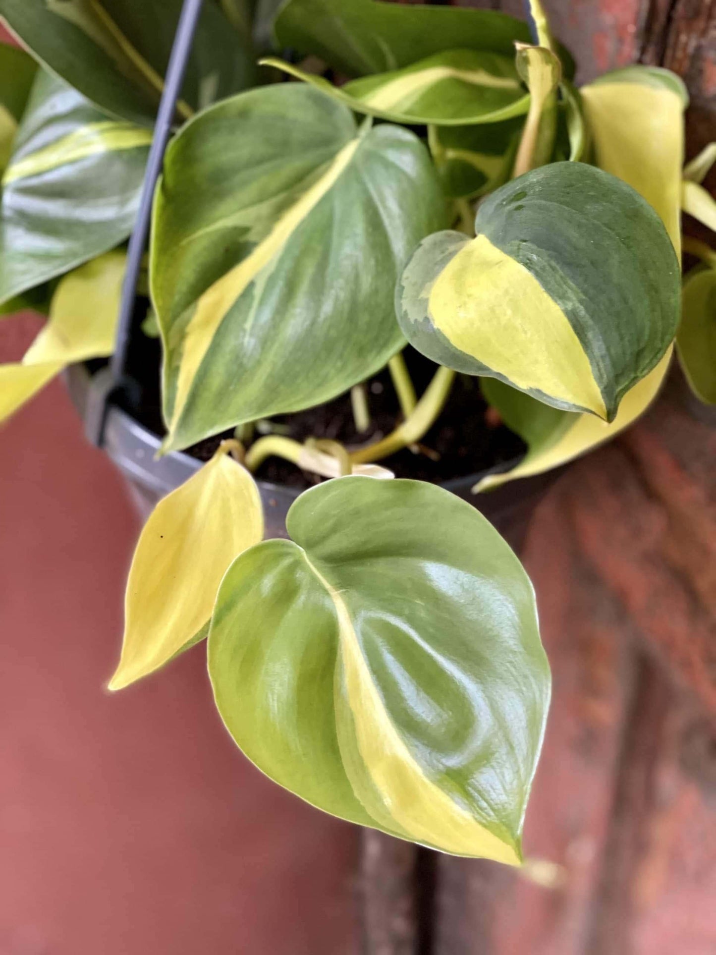 Philodendron Brasil - View 15 from www redcrocus com