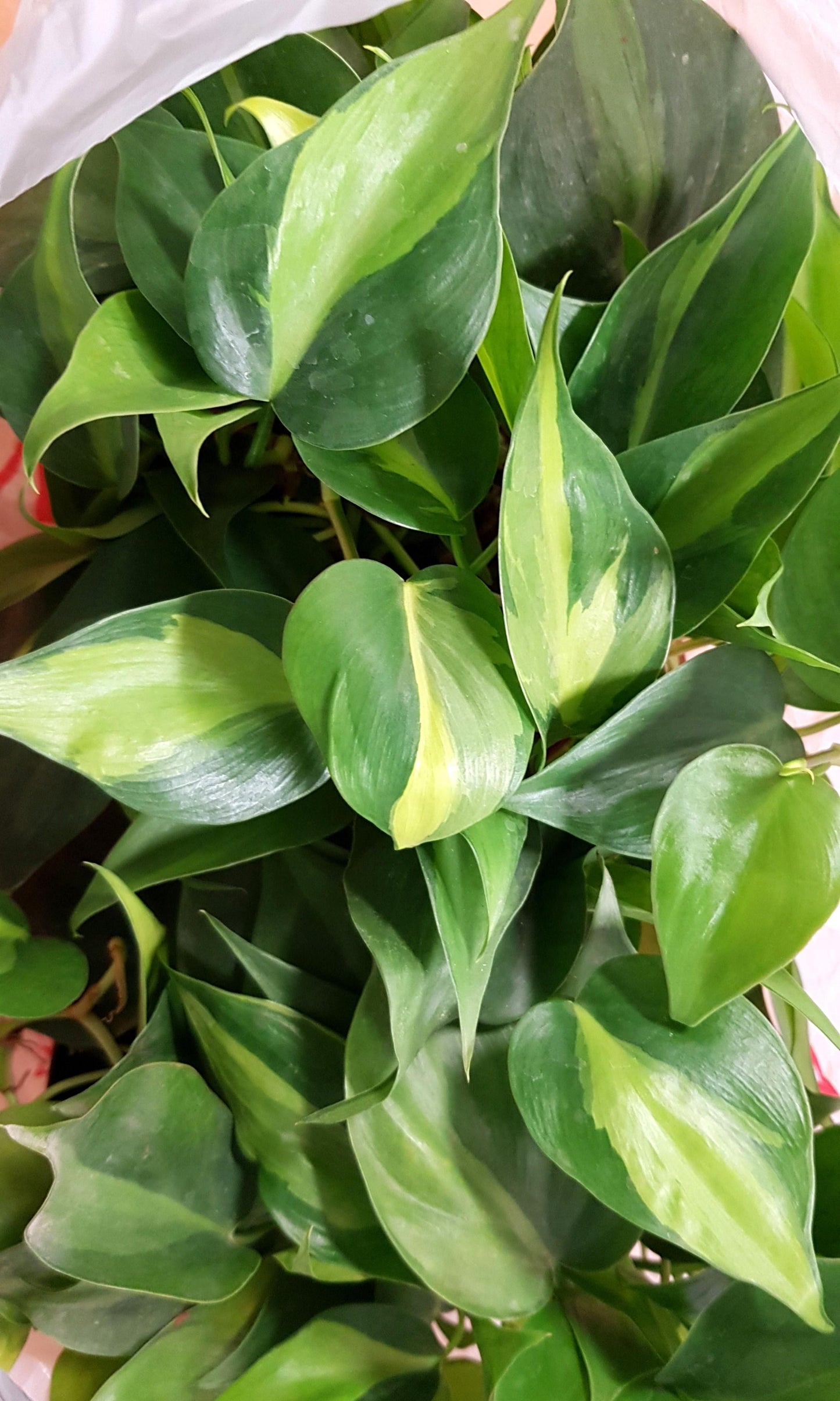 Philodendron Brasil - View 16 from www redcrocus com