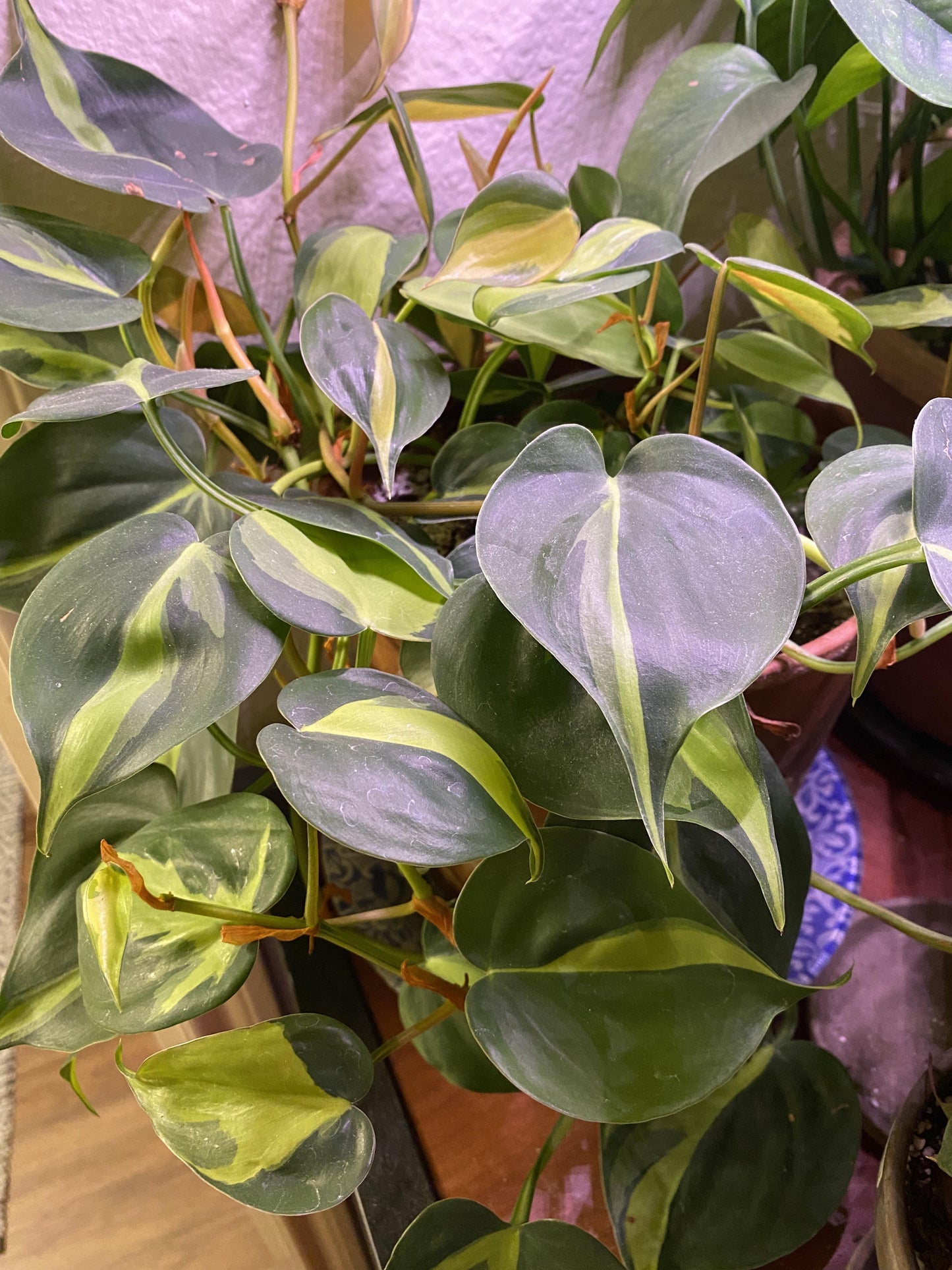 Philodendron Brasil - View 17 from www redcrocus com