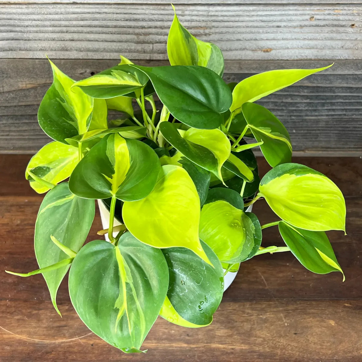 Philodendron Brasil - View 18 from www redcrocus com