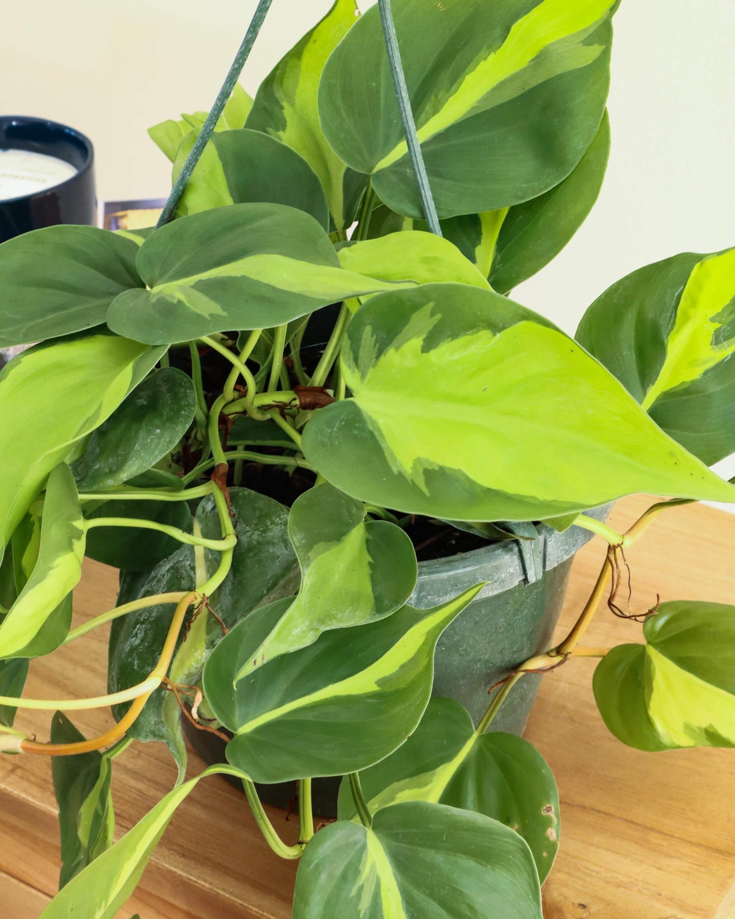 Philodendron Brasil - View 2 from www redcrocus com