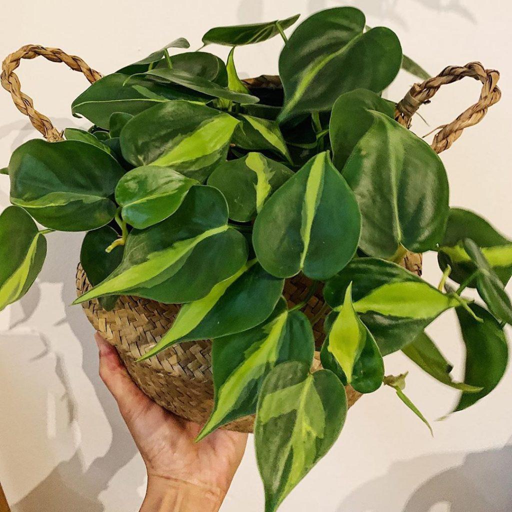 Philodendron Brasil - View 3 from www redcrocus com