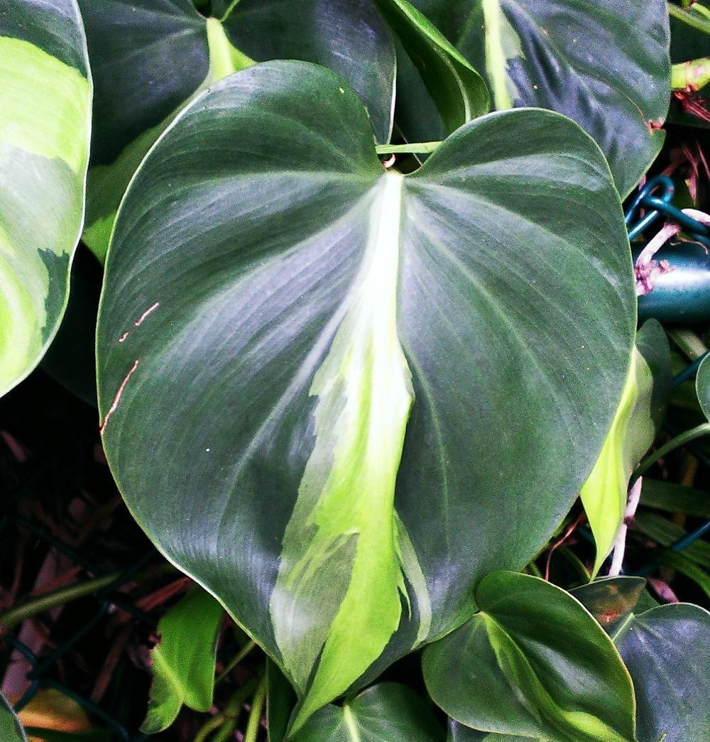 Philodendron Brasil - View 4 from www redcrocus com