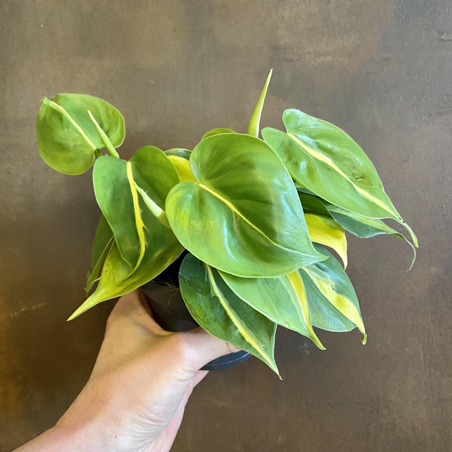 Philodendron Brasil - View 5 from www redcrocus com
