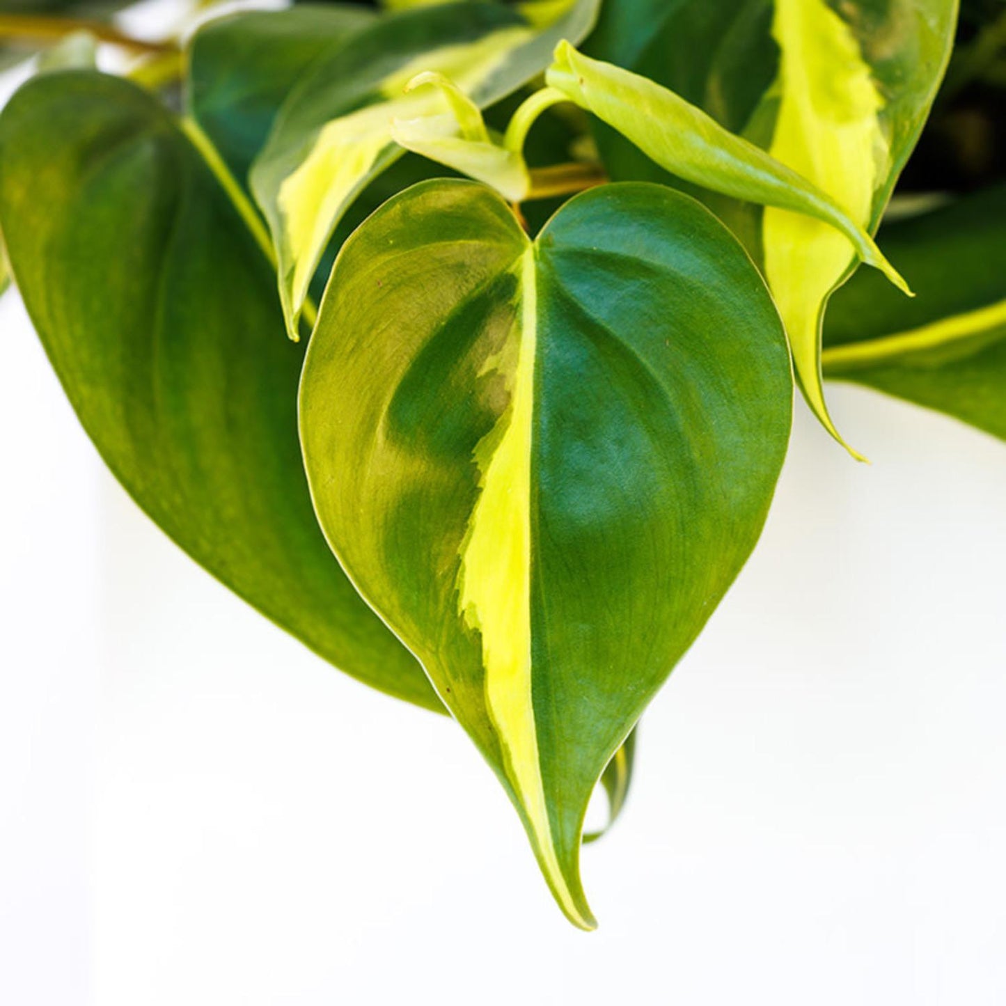 Philodendron Brasil - View 6 from www redcrocus com