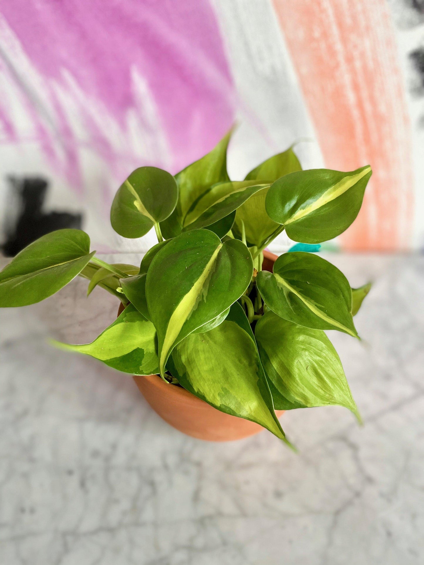 Philodendron Brasil - View 7 from www redcrocus com