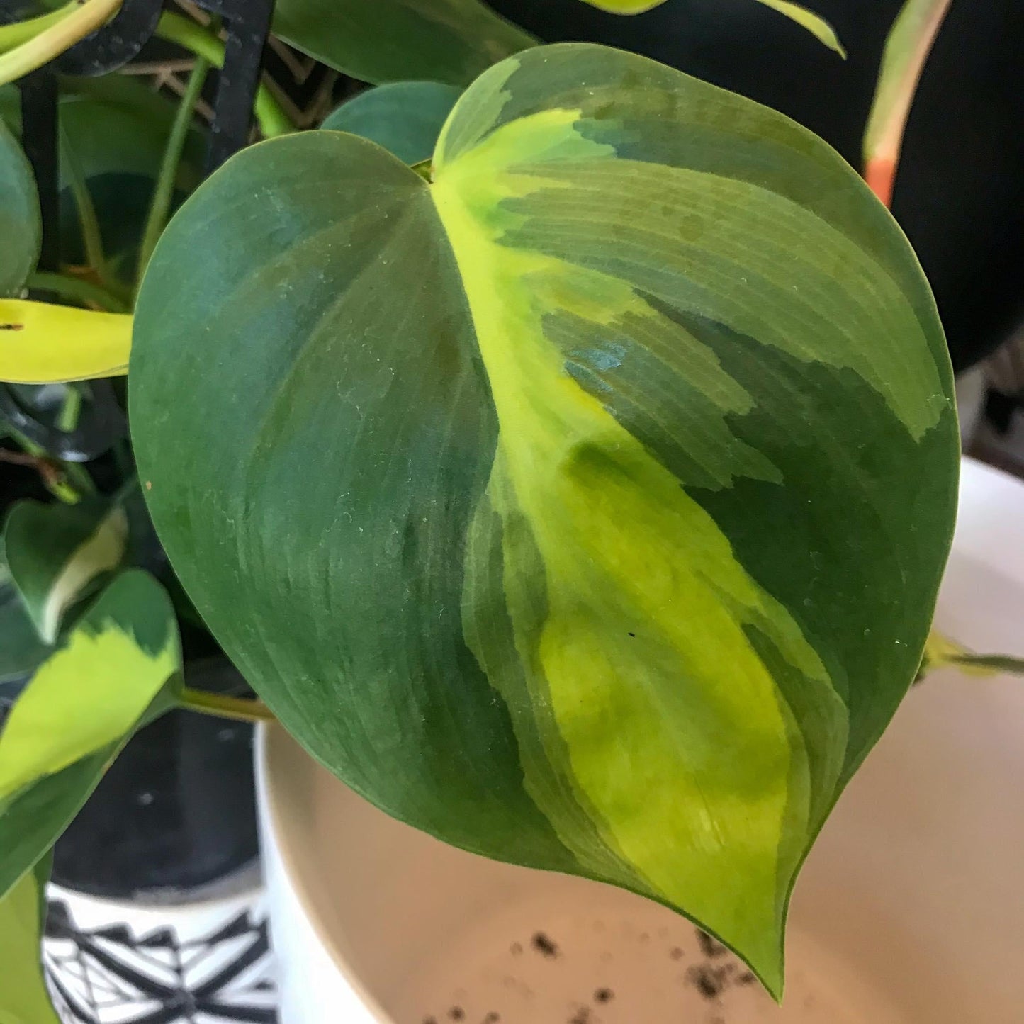Philodendron Brasil - View 8 from www redcrocus com