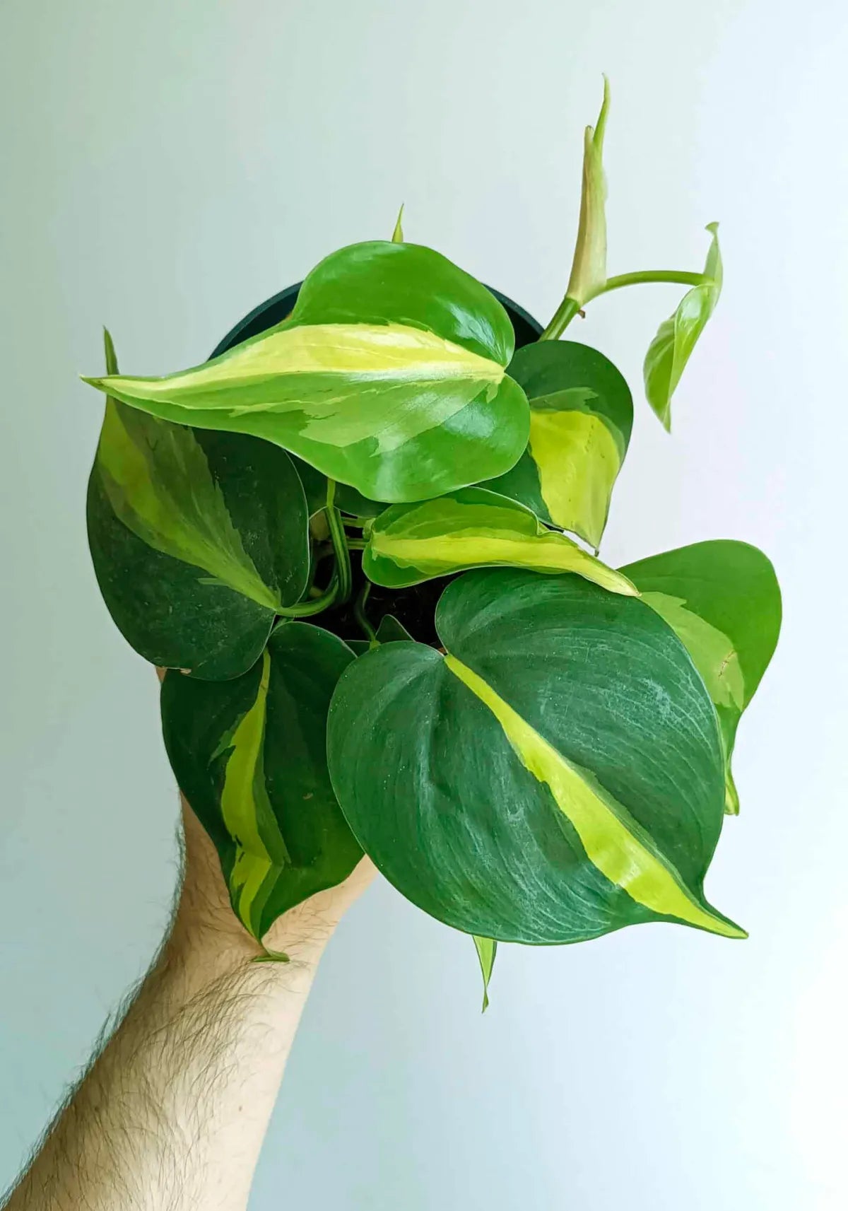 Philodendron Brasil - View 8 from www redcrocus com