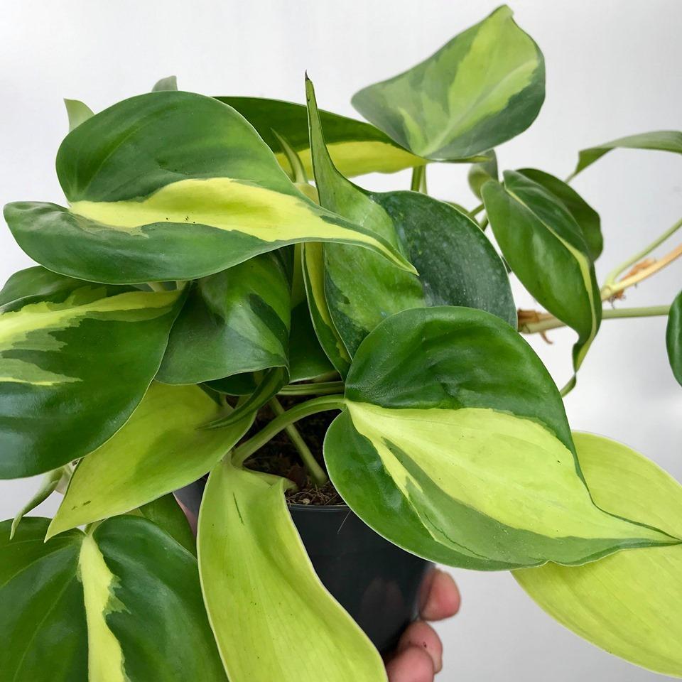 Philodendron Brasil - View 9 from www redcrocus com