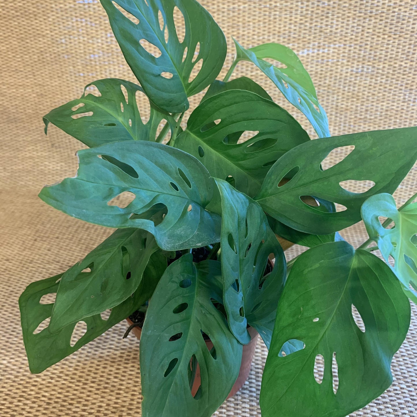 Monstera Adansonii - View 10 from www redcrocus com