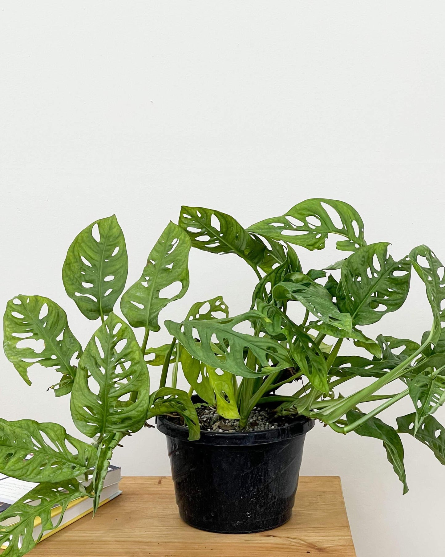 Monstera Adansonii - View 12 from www redcrocus com