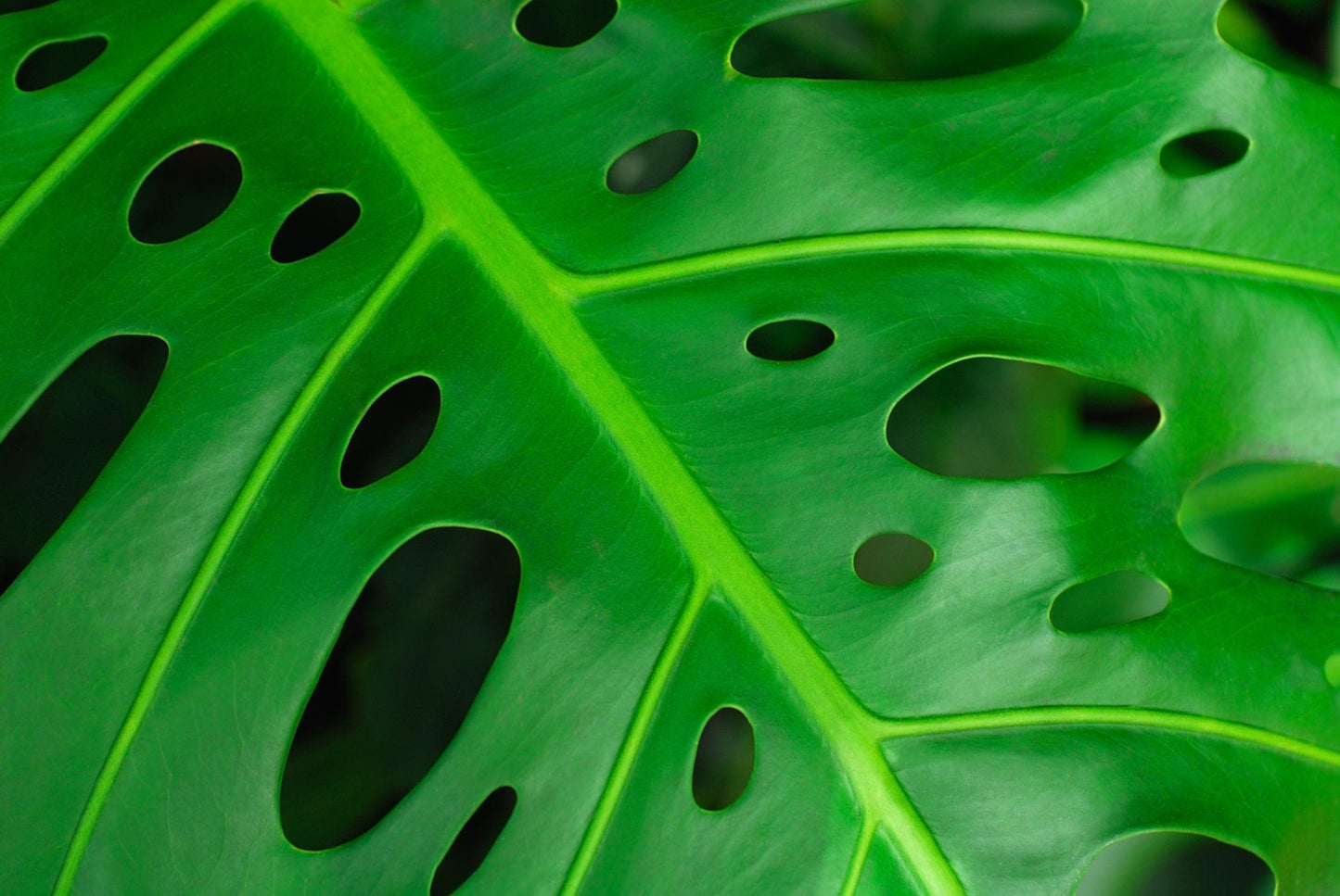 Monstera Adansonii - View 13 from www redcrocus com