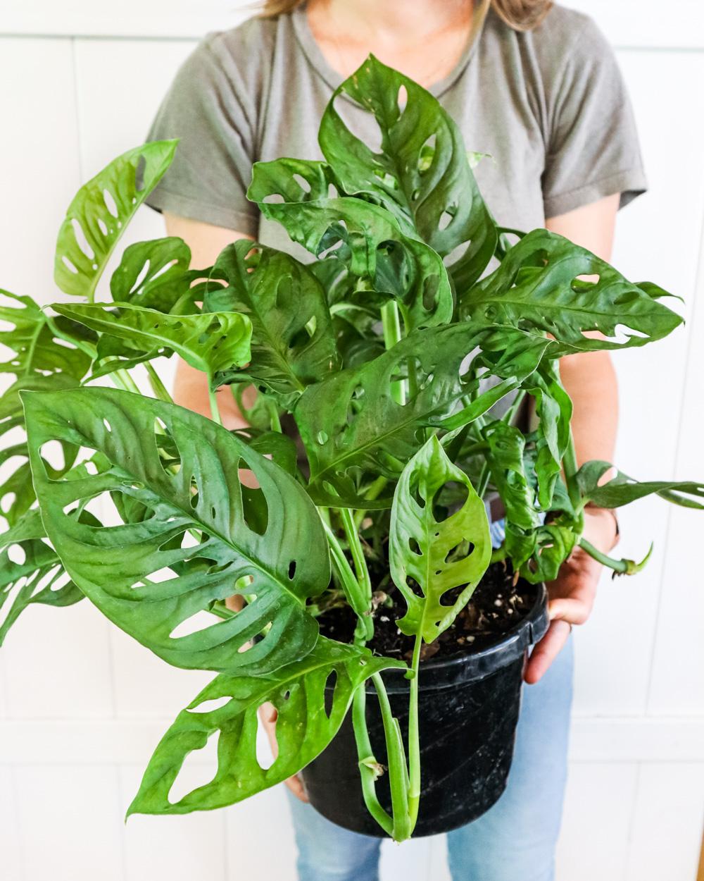 Monstera Adansonii - View 14 from www redcrocus com