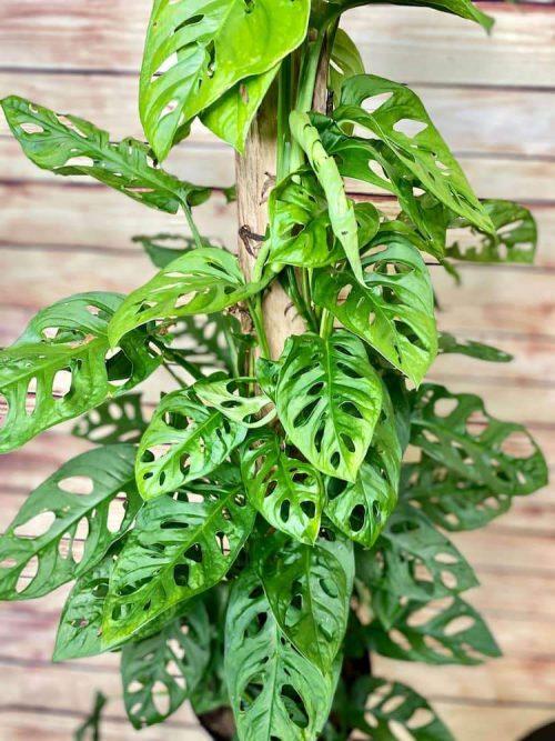 Monstera Adansonii - View 15 from www redcrocus com