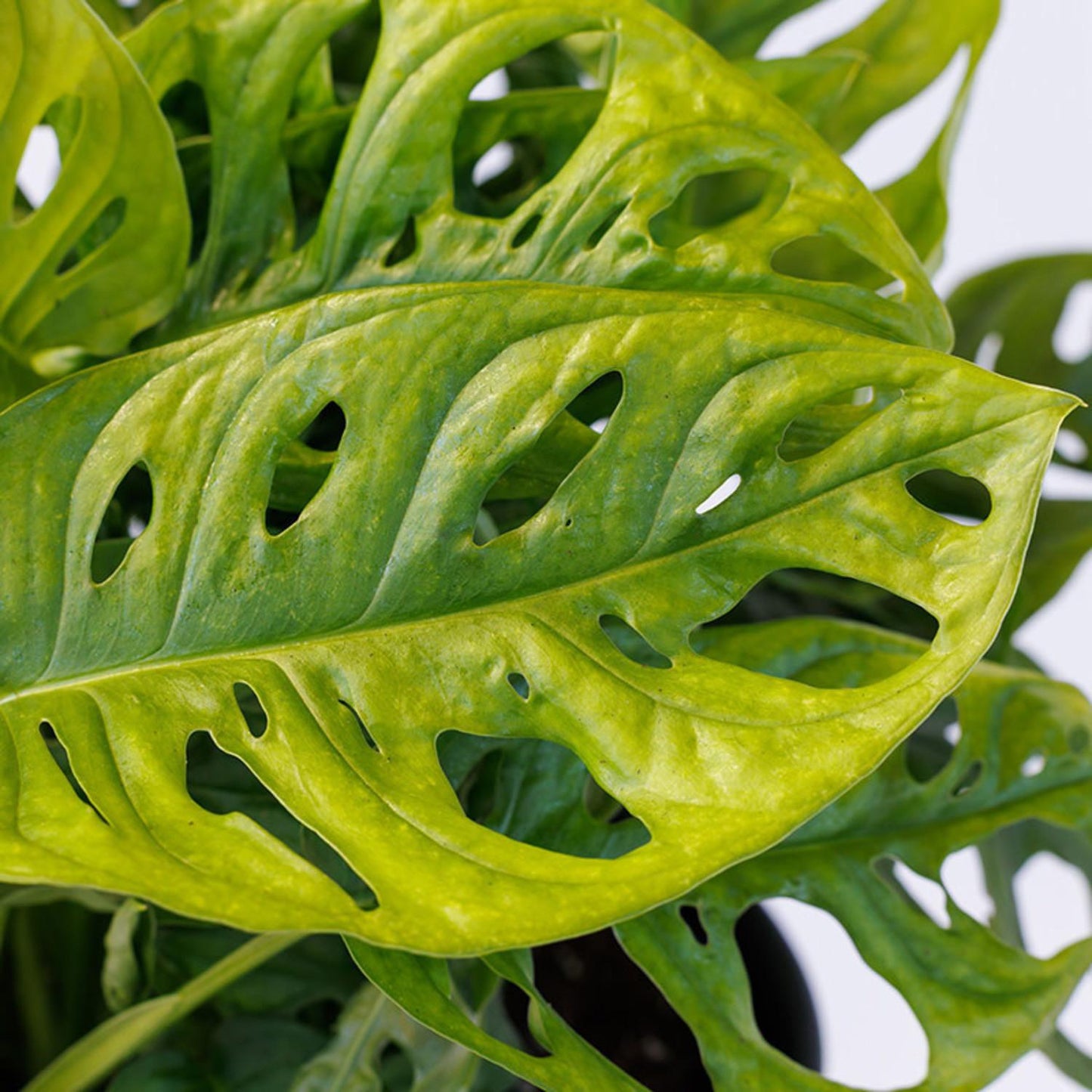 Monstera Adansonii - View 18 from www redcrocus com
