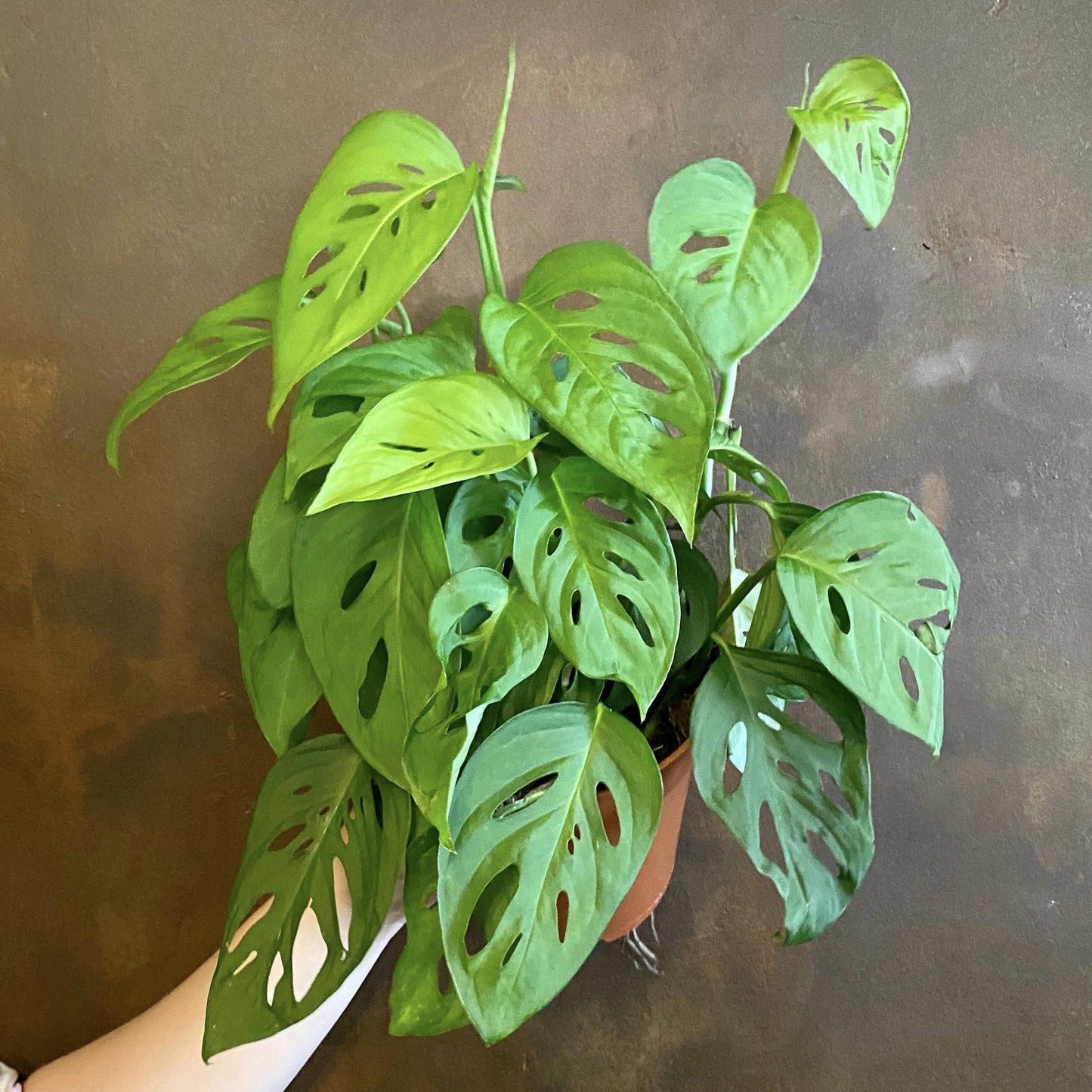 Monstera Adansonii - View 3 from www redcrocus com