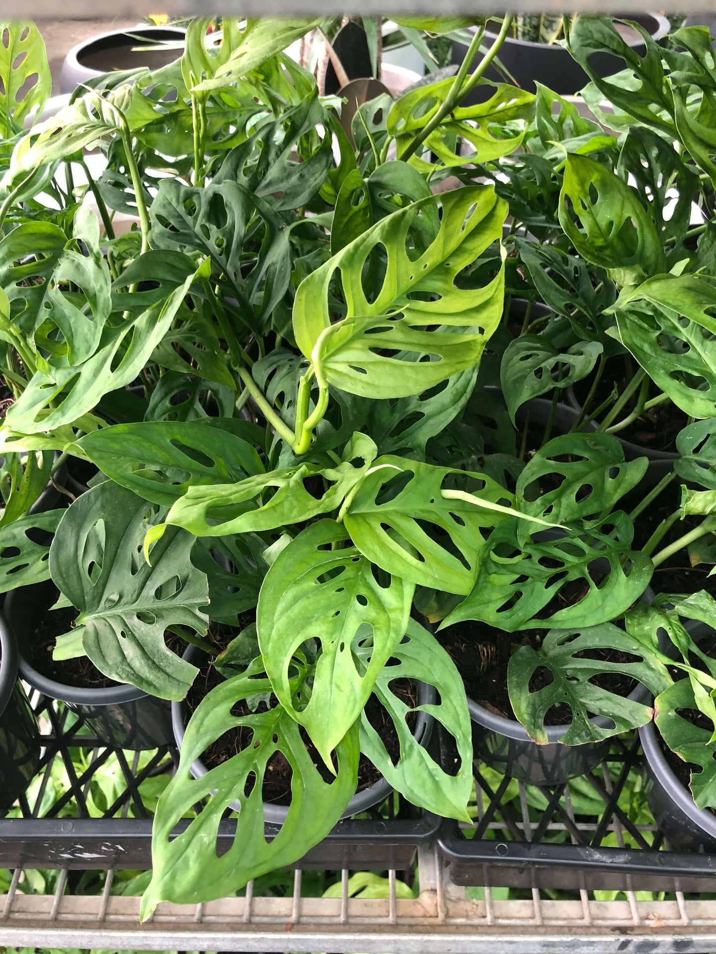 Monstera Adansonii - View 4 from www redcrocus com