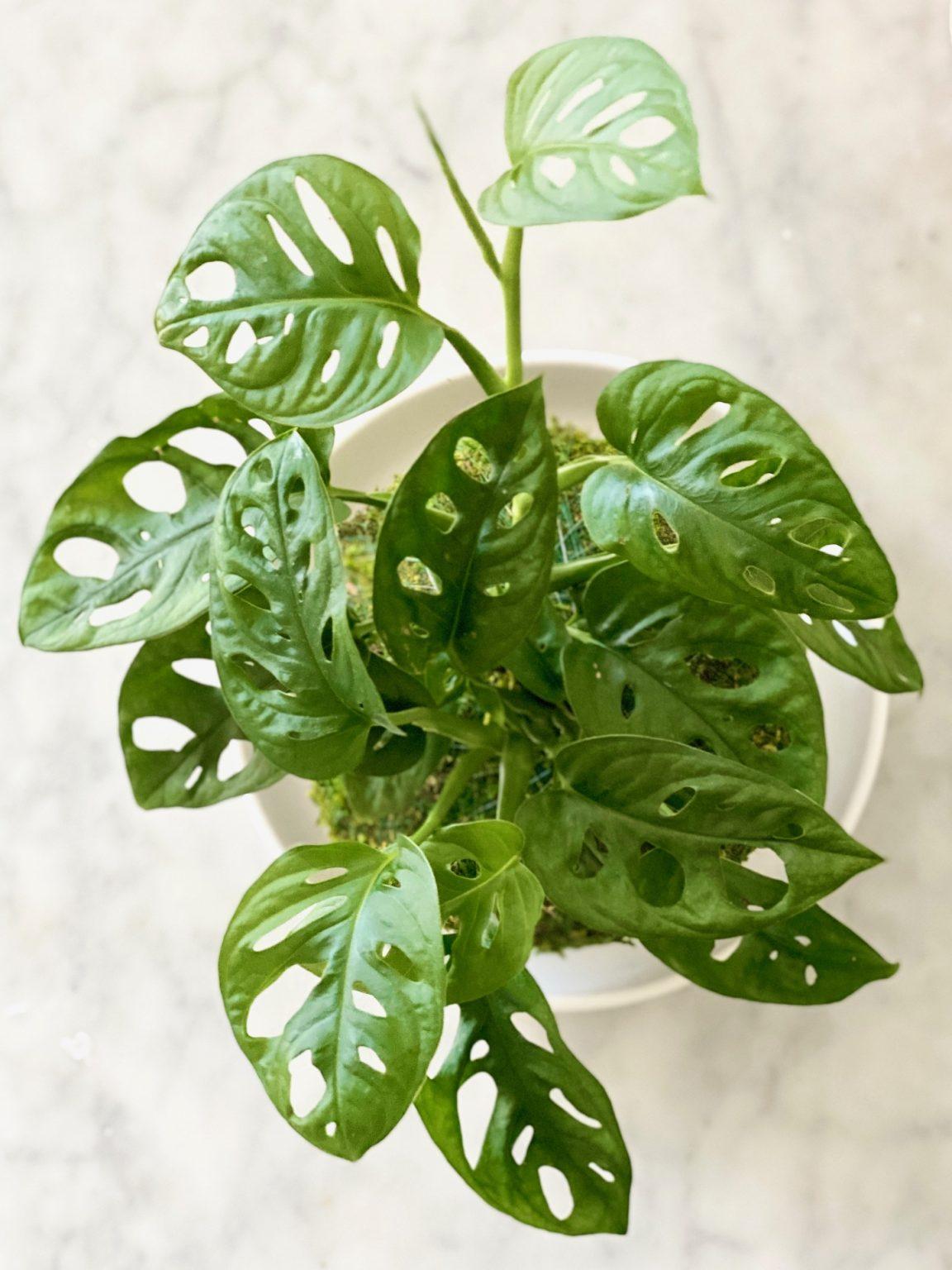 Monstera Adansonii - View 5 from www redcrocus com