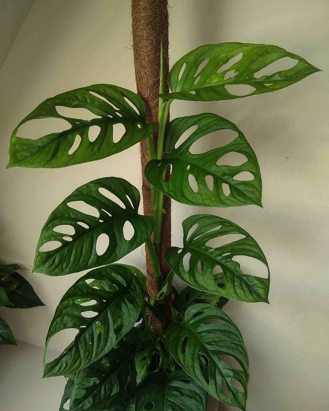 Monstera Adansonii - View 6 from www redcrocus com