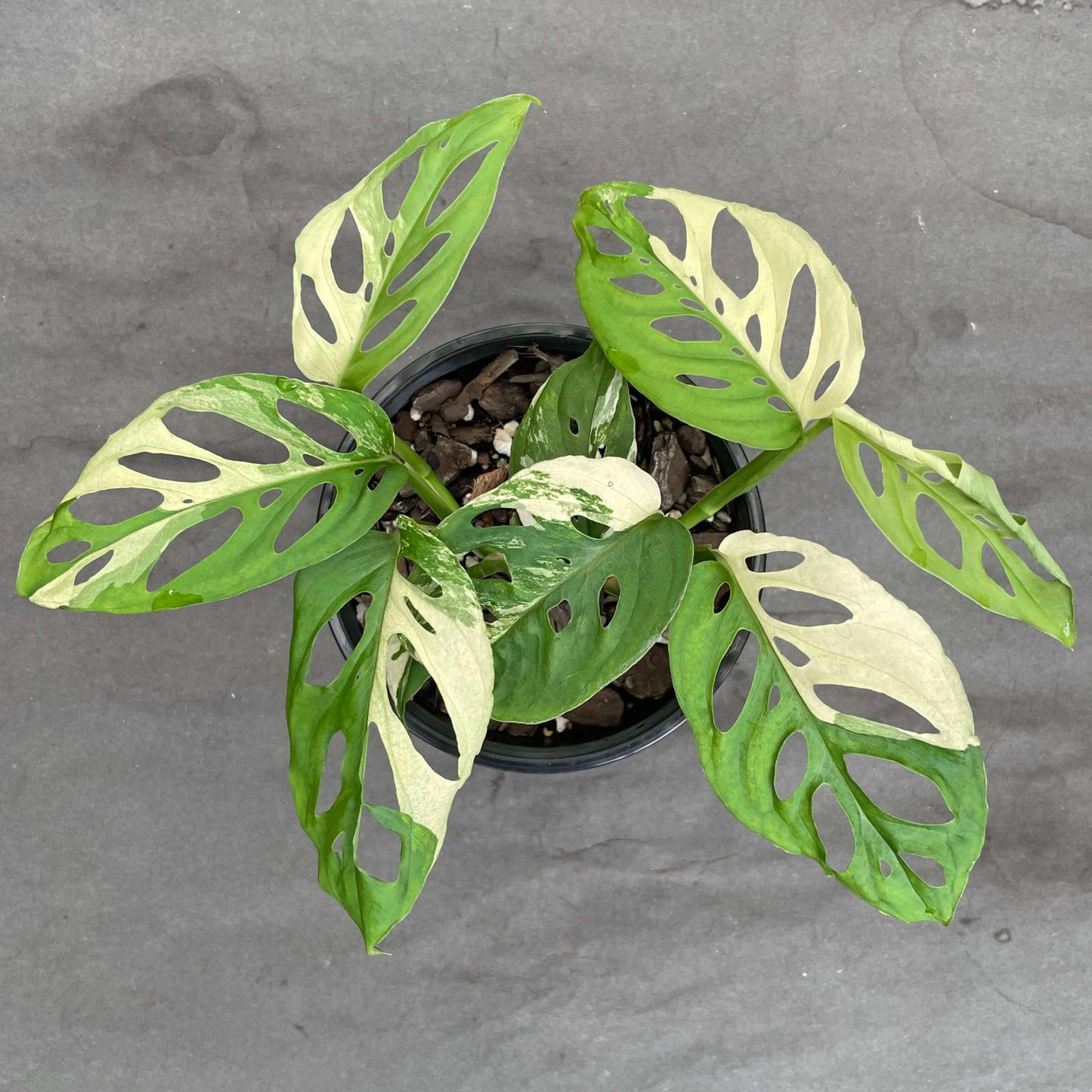 Monstera Adansonii - View 7 from www redcrocus com