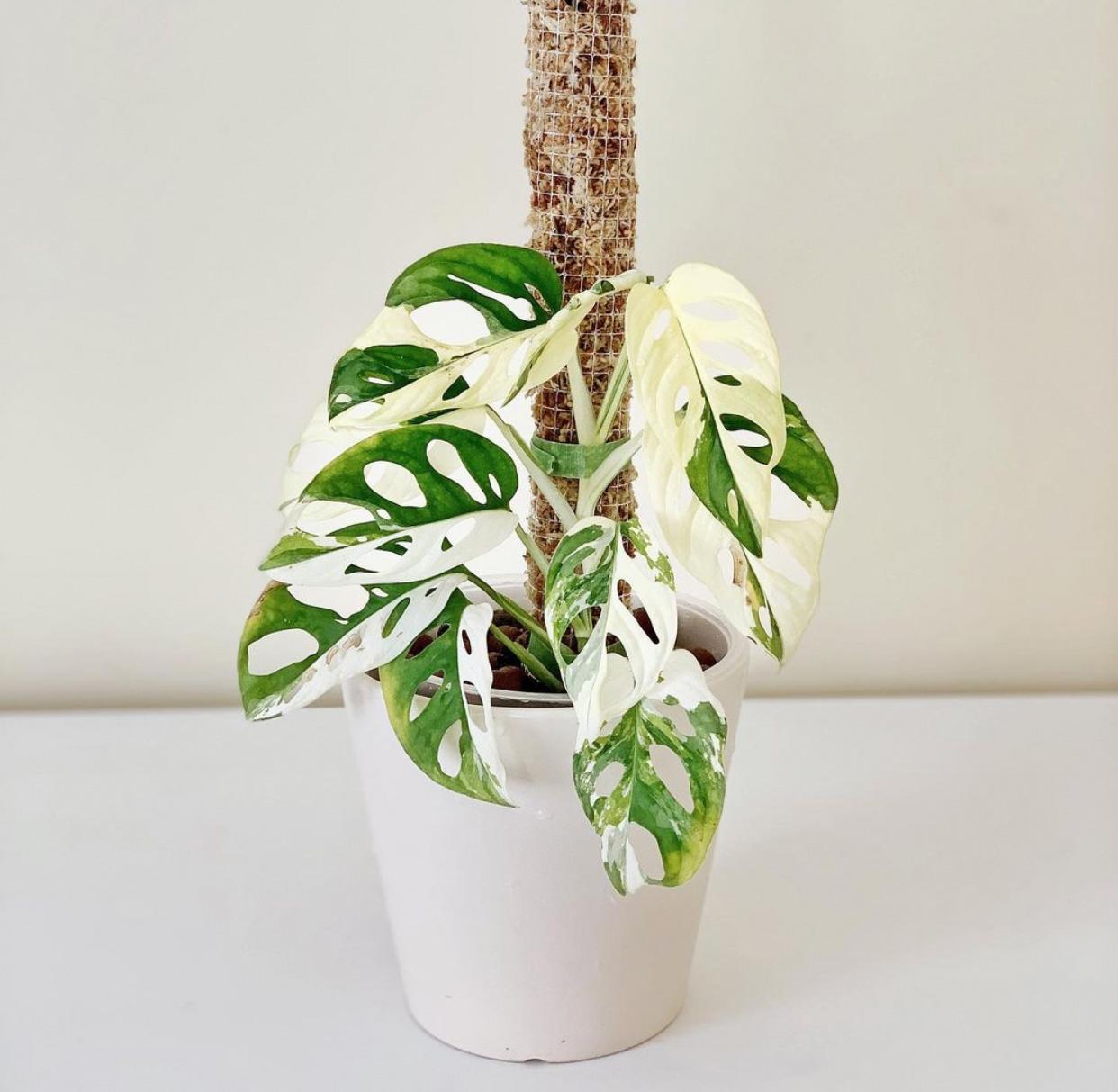 Monstera Adansonii - View 9 from www redcrocus com