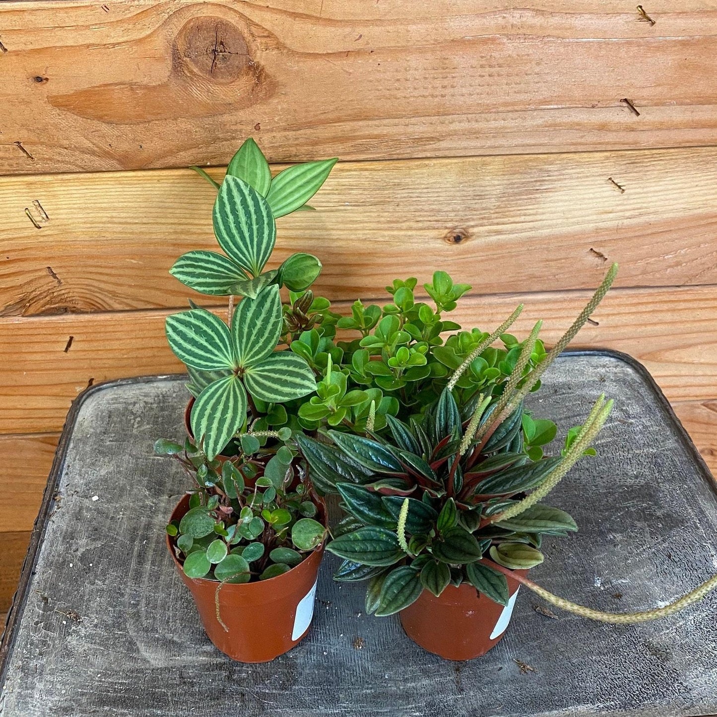 Peperomia, Assorted - View 10 from www redcrocus com