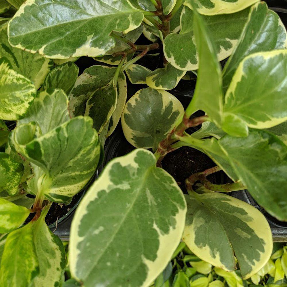 Peperomia, Assorted - View 11 from www redcrocus com