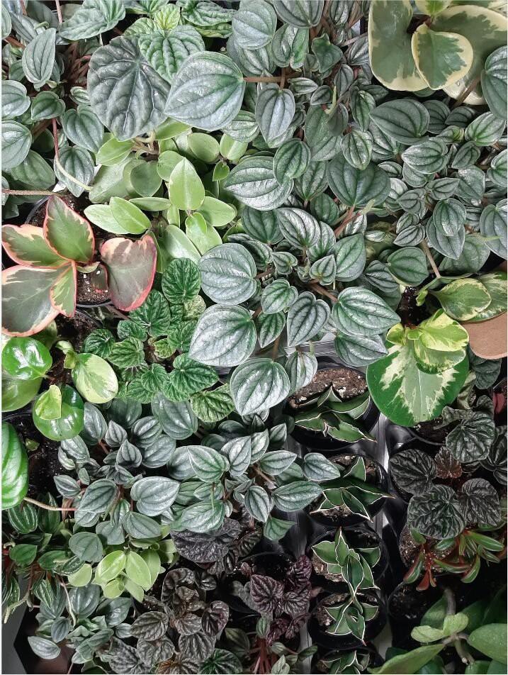 Peperomia, Assorted - View 12 from www redcrocus com