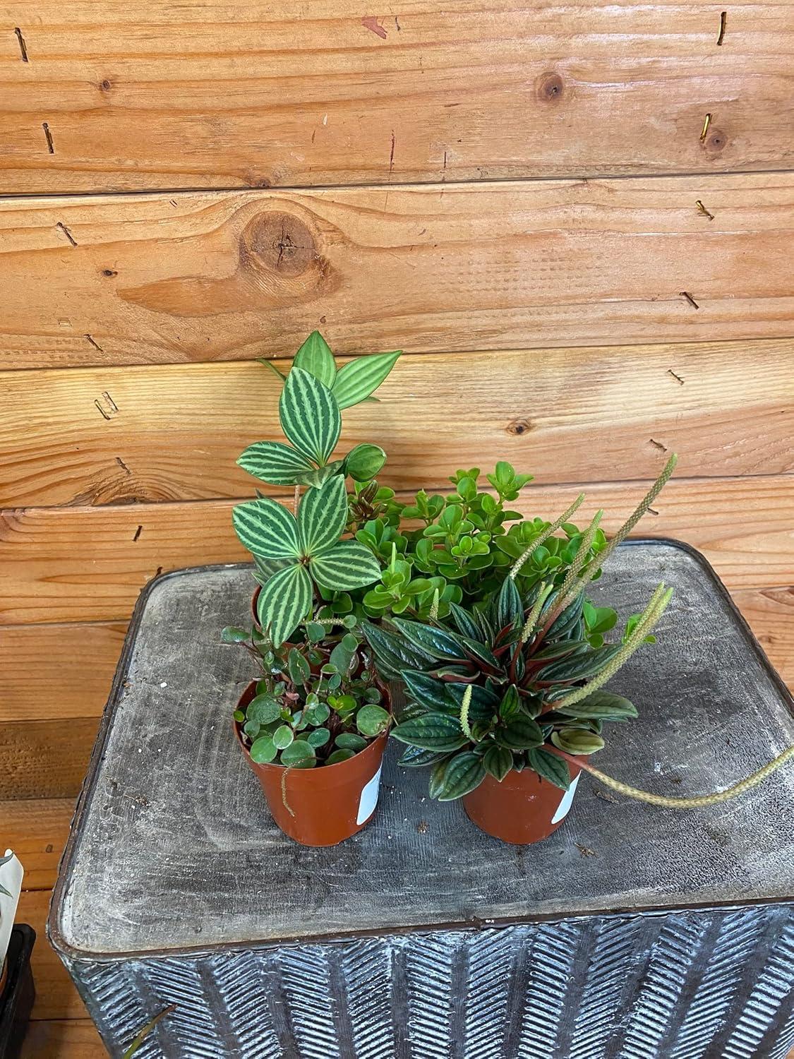 Peperomia, Assorted - View 14 from www redcrocus com