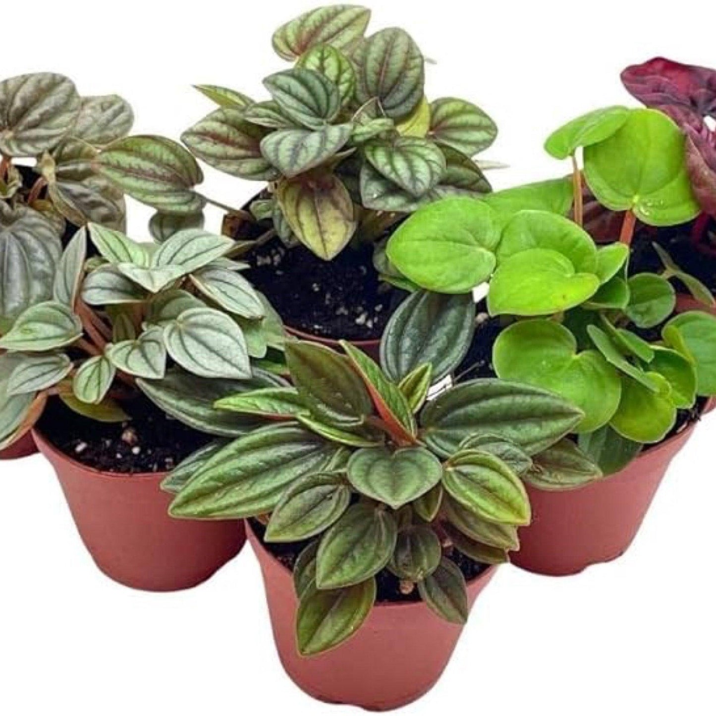 Peperomia, Assorted - View 18 from www redcrocus com