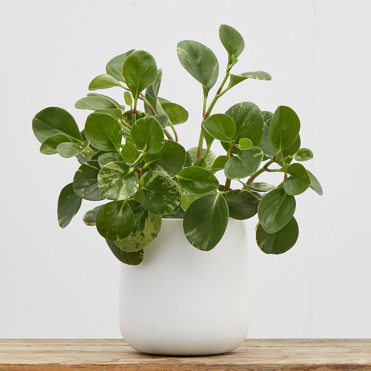Peperomia, Assorted - View 19 from www redcrocus com