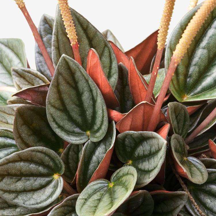 Peperomia, Assorted - View 20 from www redcrocus com