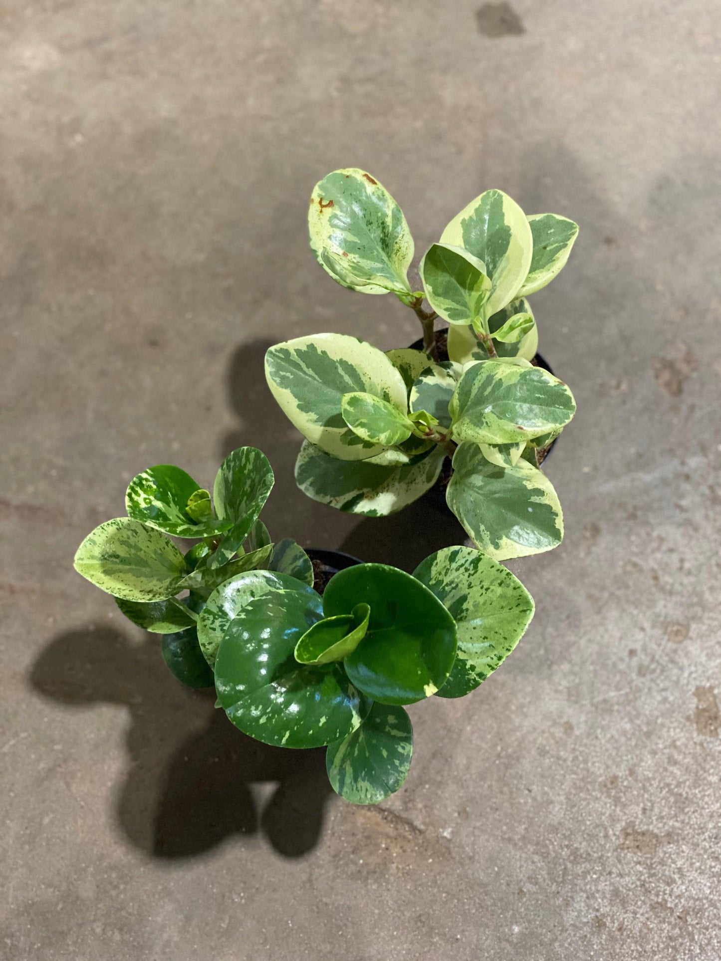 Peperomia, Assorted - View 21 from www redcrocus com