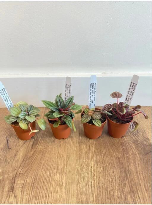 Peperomia, Assorted - View 23 from www redcrocus com