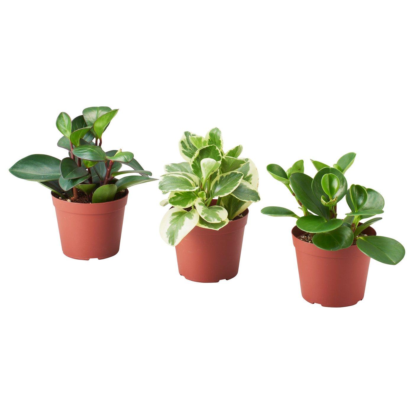 Peperomia, Assorted - View 25 from www redcrocus com