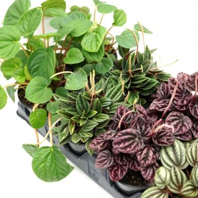 Peperomia, Assorted - View 26 from www redcrocus com