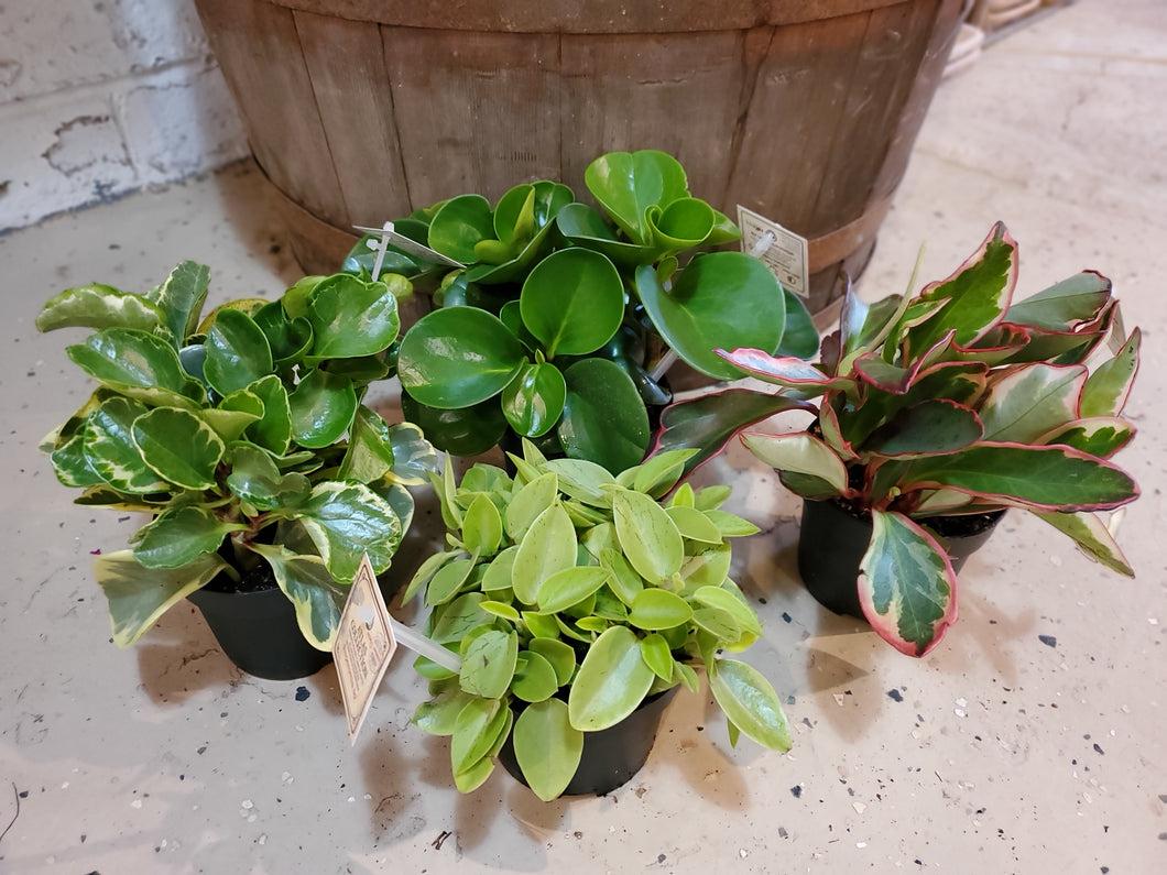 Peperomia, Assorted - View 27 from www redcrocus com