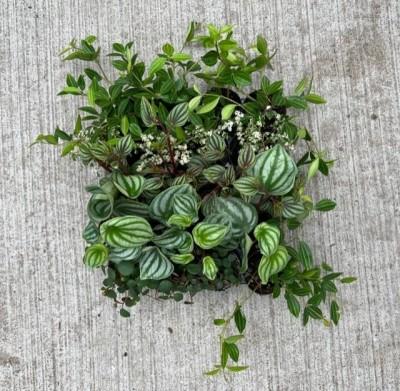 Peperomia, Assorted - View 28 from www redcrocus com