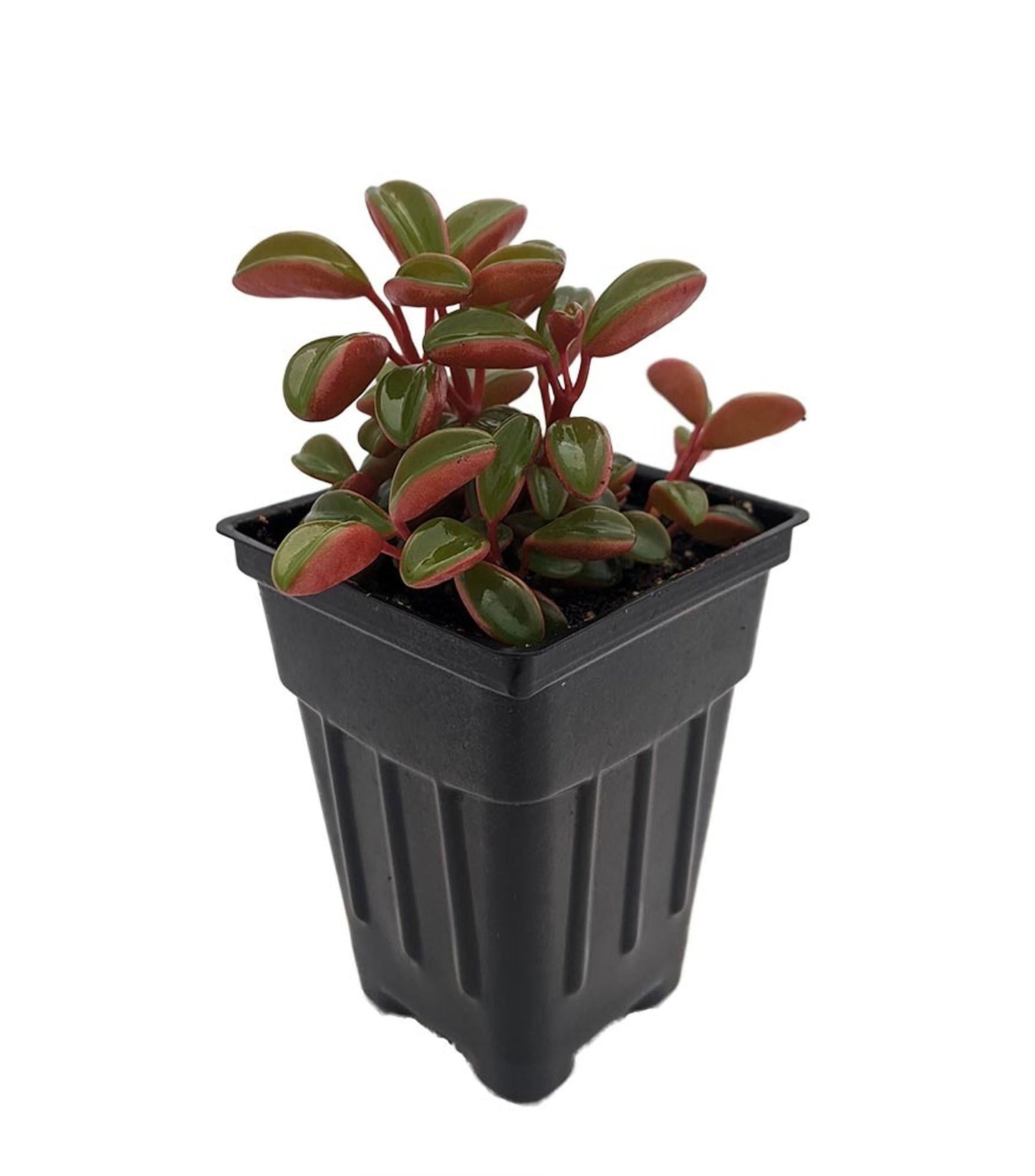 Peperomia, Assorted - View 29 from www redcrocus com
