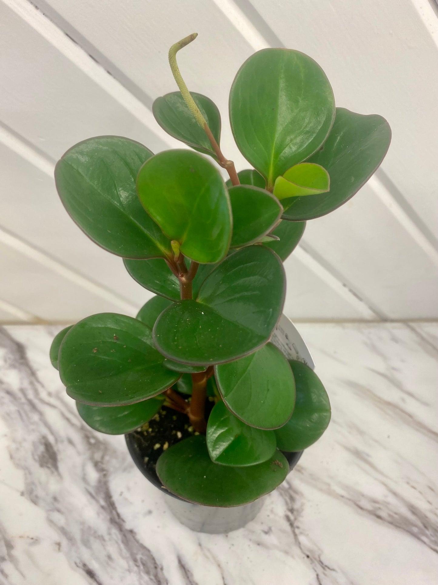 Peperomia, Assorted - View 30 from www redcrocus com