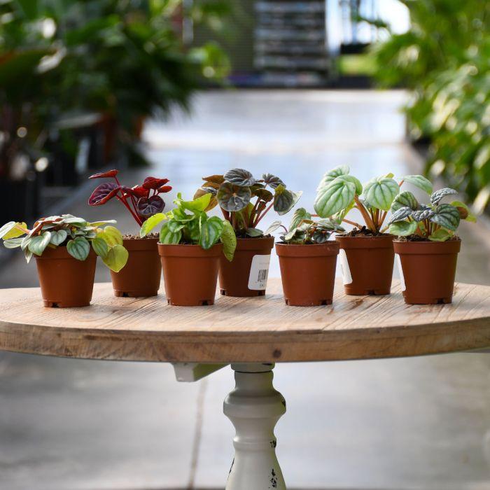 Peperomia, Assorted - View 3 from www redcrocus com