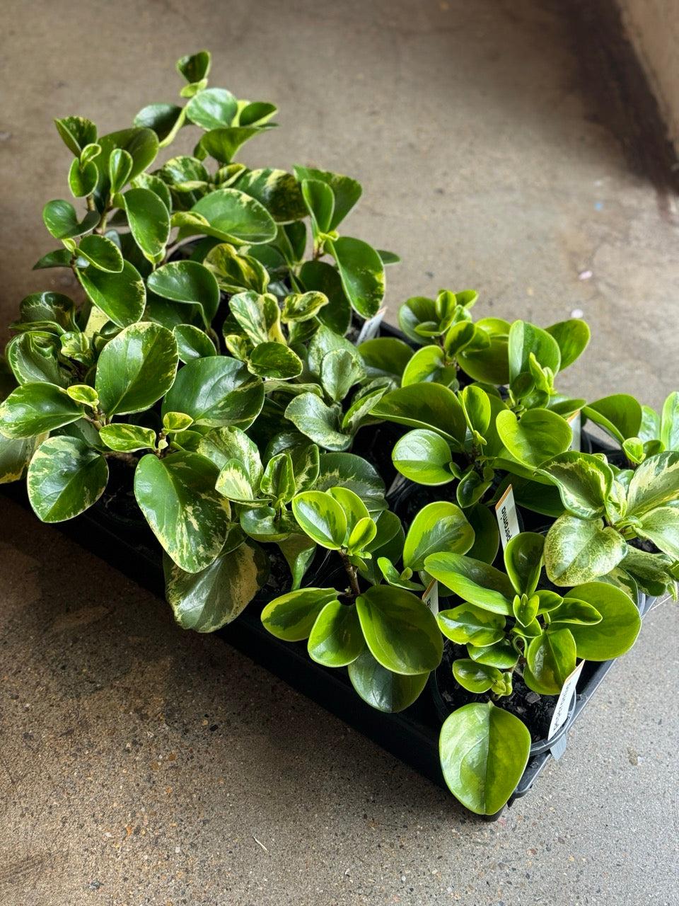 Peperomia, Assorted - View 8 from www redcrocus com
